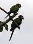 Day02 - 04 * Golden-collared Macaws